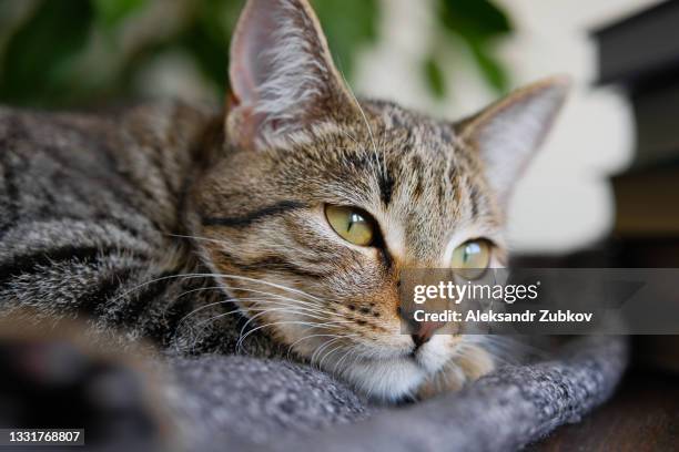 a domestic cat is lying in a basket with a knitted blanket, looking away. a kitten in a pet bed. the concept of home life. - grey kitten stock pictures, royalty-free photos & images