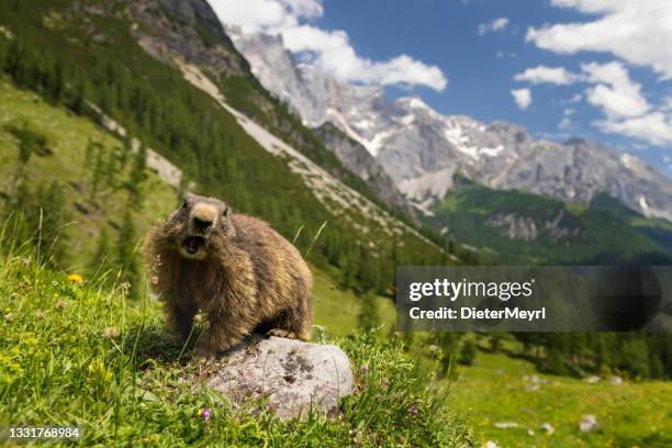 murmeltier (marmota) with the famous dachstein in back - funny groundhog stock pictures, royalty-free photos & images