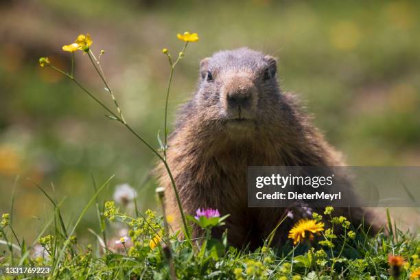 marmota (marmota) - funny groundhog fotografías e imágenes de stock