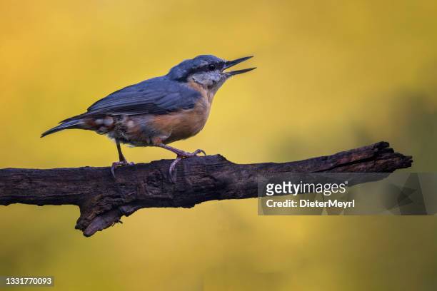 eurasian nuthatch  - kleiber - sångfågel bildbanksfoton och bilder