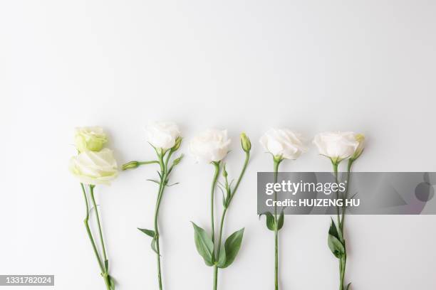 beautiful eustoma flowers, floral frame, holiday concept and copy space - lisianthus stockfoto's en -beelden