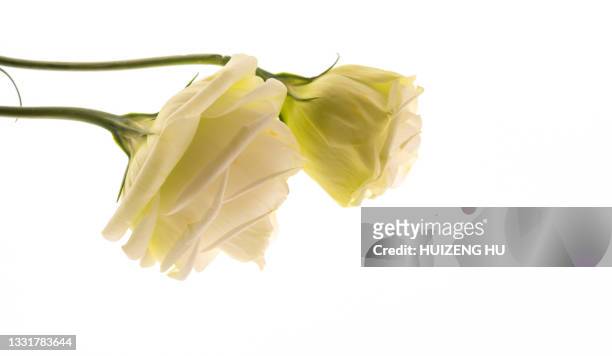 white colored eustoma flowers - lisianthus stock pictures, royalty-free photos & images
