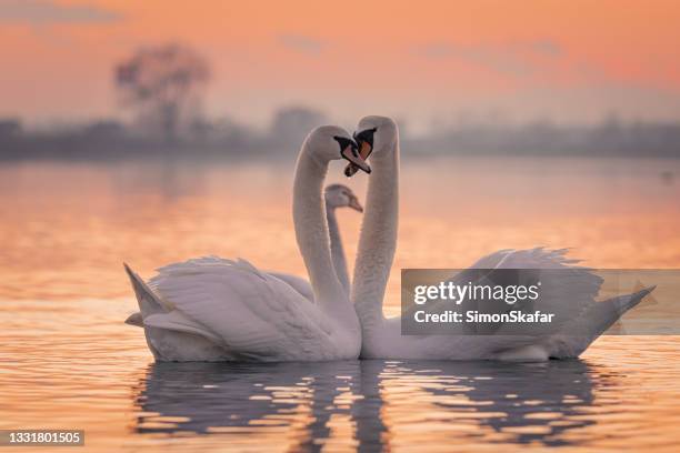 schwäne, die bei sonnenuntergang auf dem see schwimmen - schwan stock-fotos und bilder