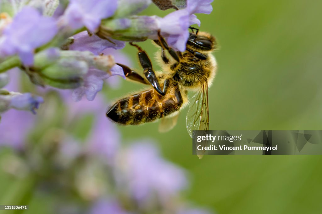 European honey bee (Apis mellifera)
