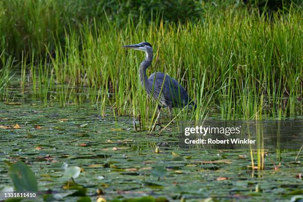 great blue heron in lily pond - great blue heron stock pictures, royalty-free photos & images