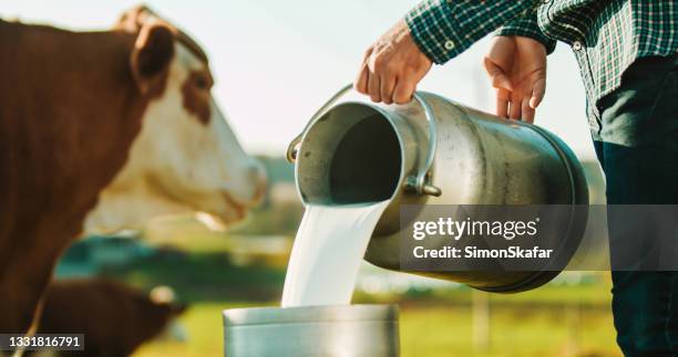 un agriculteur verse du lait dans une boîte de lait à la ferme laitière - fermier lait photos et images de collection