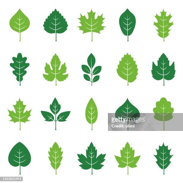 ilustraciones, imágenes clip art, dibujos animados e iconos de stock de conjunto de iconos de hojas - oak leaf