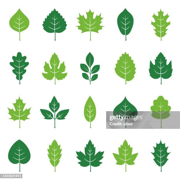 leaves icon set - birch tree stock illustrations