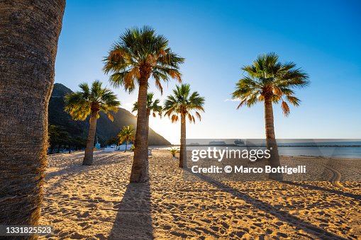 Palm trees on the beach, Tenerife, Spain