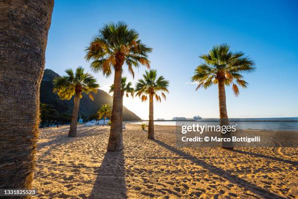 palm trees on the beach, tenerife, spain - canary islands stock pictures, royalty-free photos & images