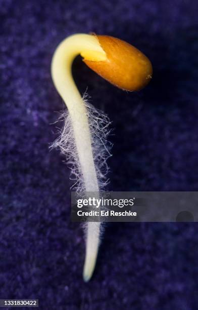 root hairs of a germinating radish seedling (raphanus sativus.) - root hair stockfoto's en -beelden