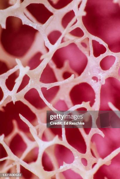 spongy or cancellous bone showing trabeculae, site of red bone marrow (myeloid tissue) 8x - bone marrow stock pictures, royalty-free photos & images