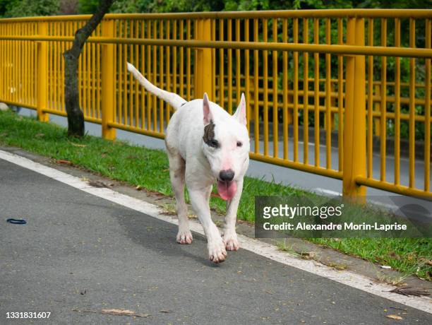 a bull terrier walking for the public park in medellin, colombia - bull terrier stock pictures, royalty-free photos & images