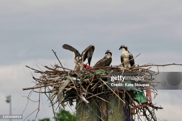 ospray nest & it’s young. - osprey stock pictures, royalty-free photos & images