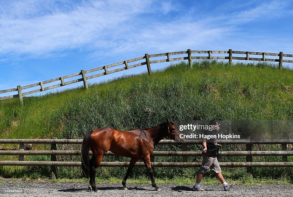 Horses To Improve Super Rugby Coaches Skills