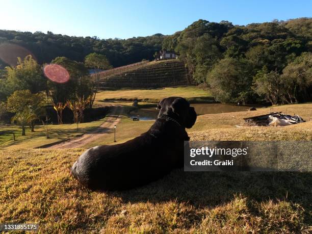 cane corsican dog lying on the grass. - cane corso stock pictures, royalty-free photos & images