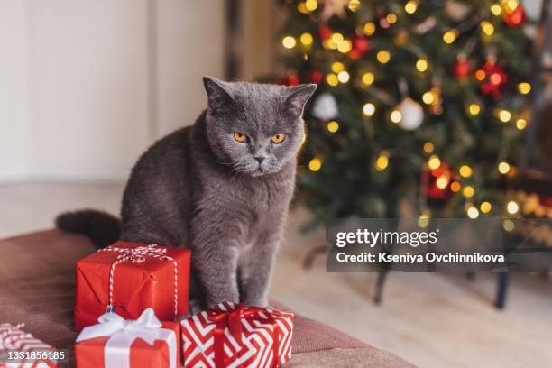 beautiful purebred cat with christmas gifts. new year. christmas animals - cat with red hat foto e immagini stock