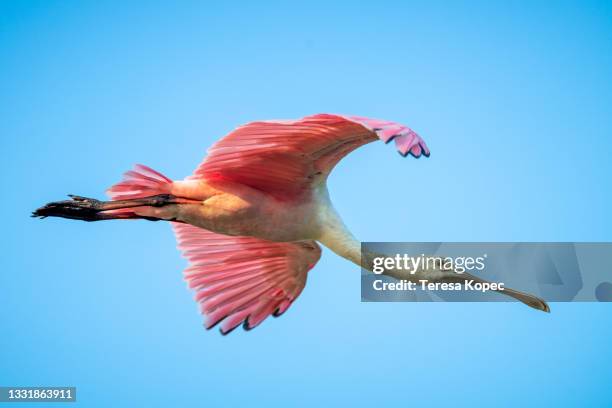 roseate spoonbill bird in flight - spoonbill stock pictures, royalty-free photos & images