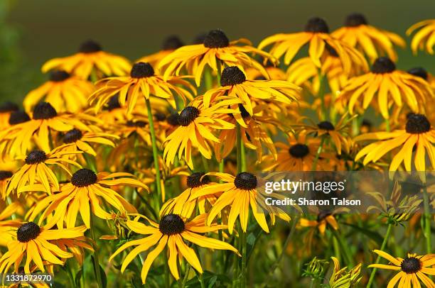 rudbeckia fulgida (perennial coneflowers) - black eyed susan stock pictures, royalty-free photos & images