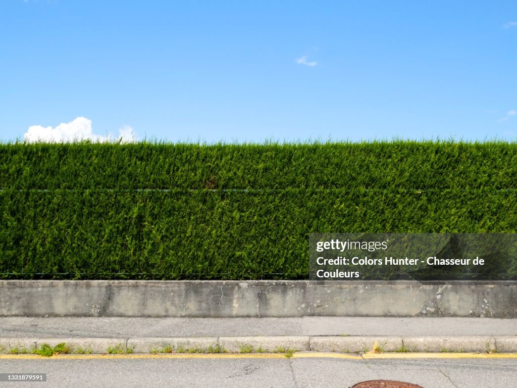 Green hedge with sidewalk, street and blue sky in France