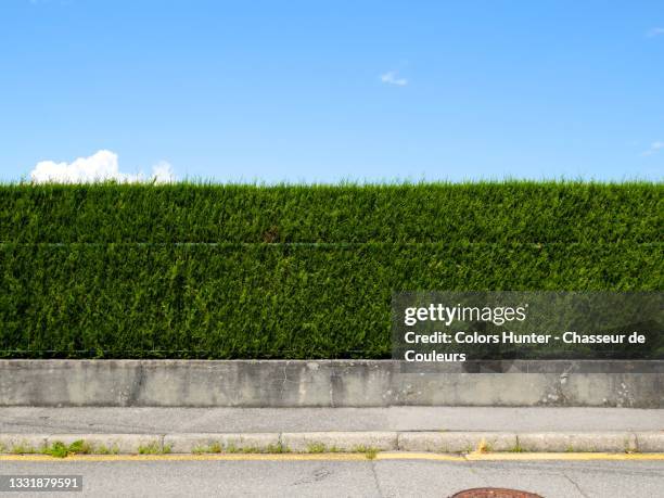 green hedge with sidewalk, street and blue sky in france - acera fotografías e imágenes de stock