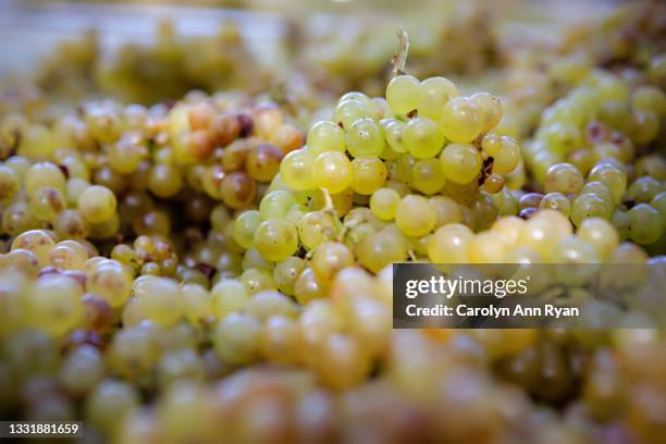 white wine grapes at harvest - シャルドネ葡萄 ストックフォトと画像