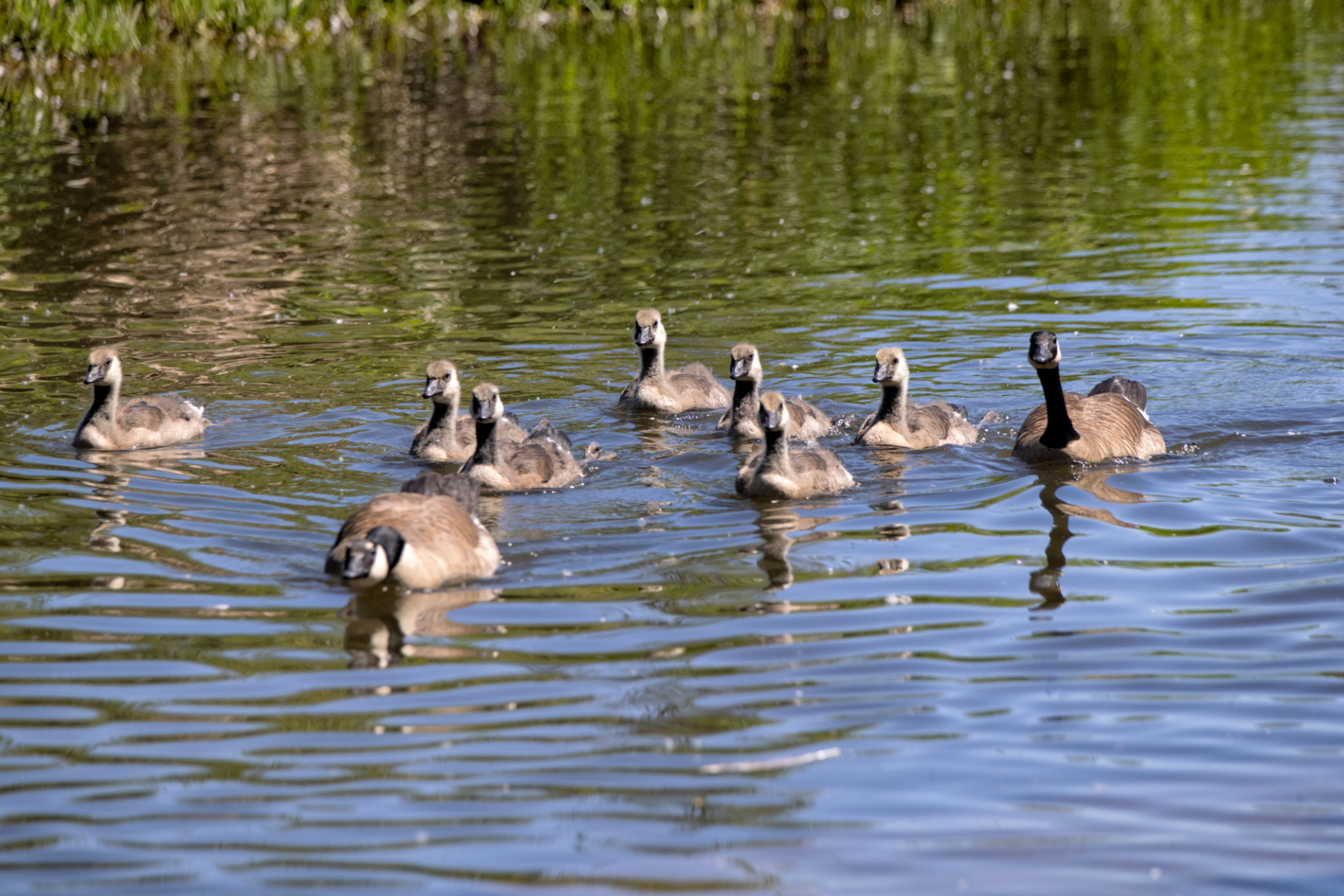 burnaby family