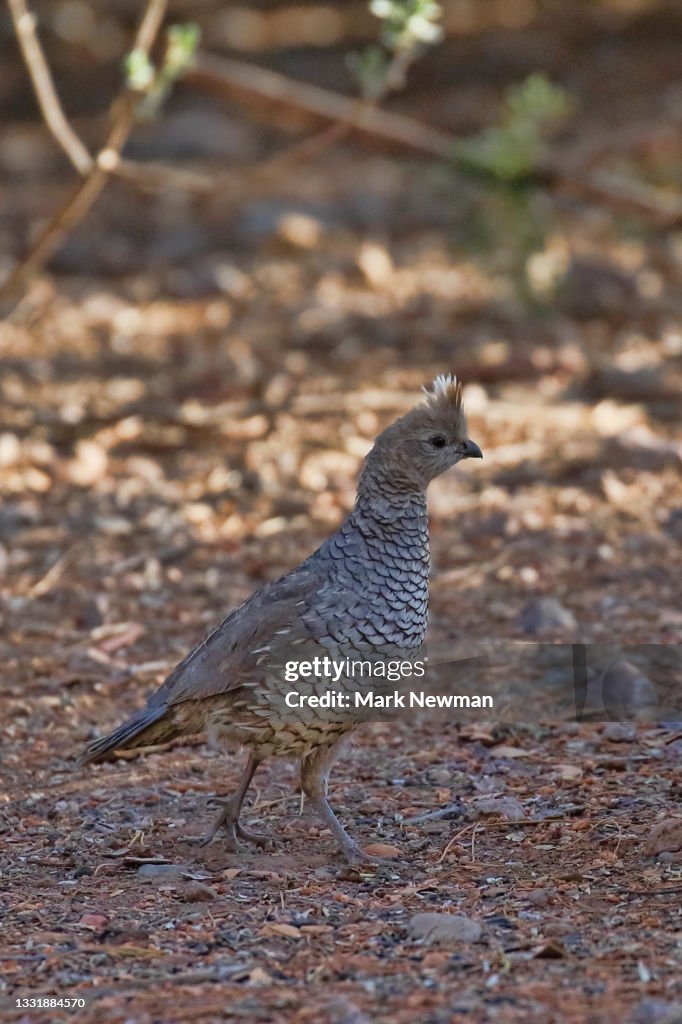 Scaled quail