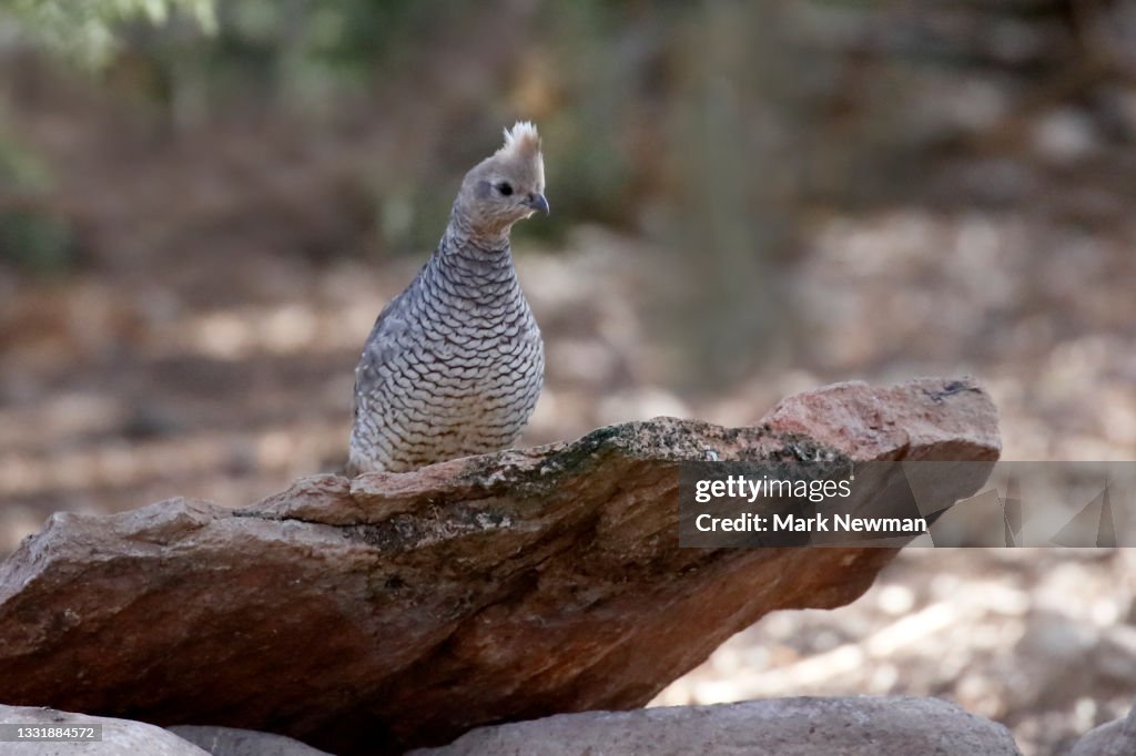 Scaled quail