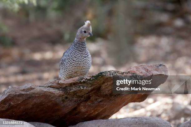 scaled quail - callipepla squamata stock pictures, royalty-free photos & images