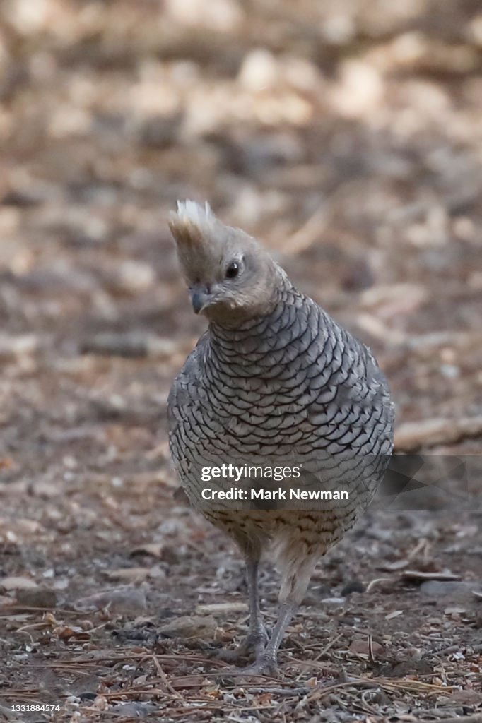 Scaled quail