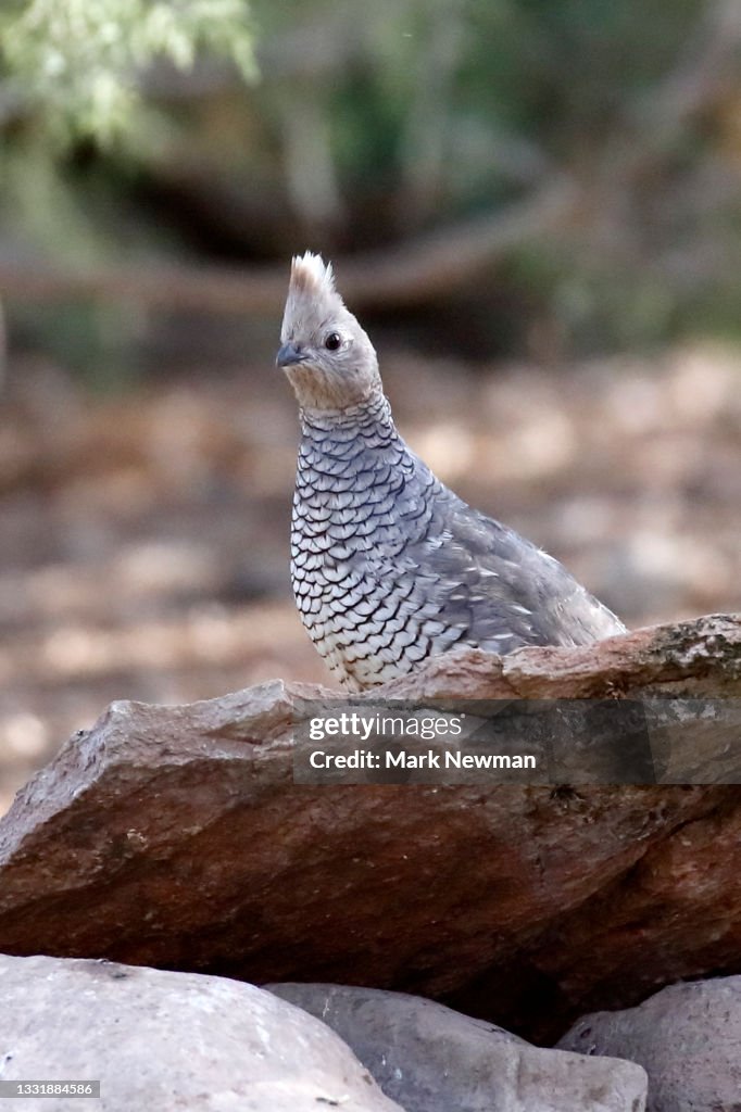 Scaled quail
