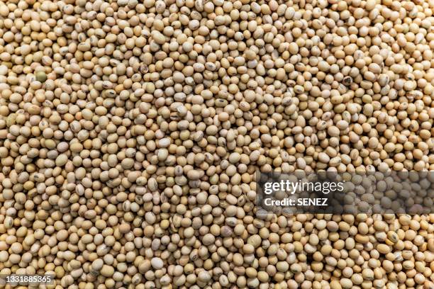 full frame of soybean - soybean stock-fotos und bilder