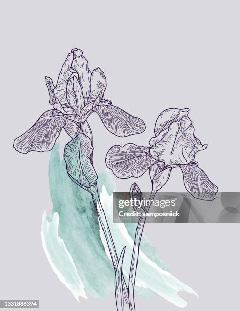 detaillierte linie kunst iris blumen - iris flower stock-grafiken, -clipart, -cartoons und -symbole