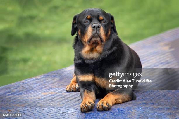 rottweiler - rottweiler fotografías e imágenes de stock