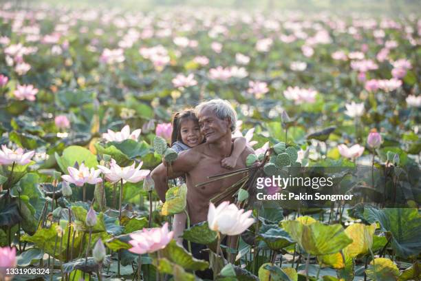 old man thai farmer and grandchild grow lotus in the season. they were soaked with water and mud to be prepared for harvest to sell with blue sky background - local landmark ストックフォトと画像