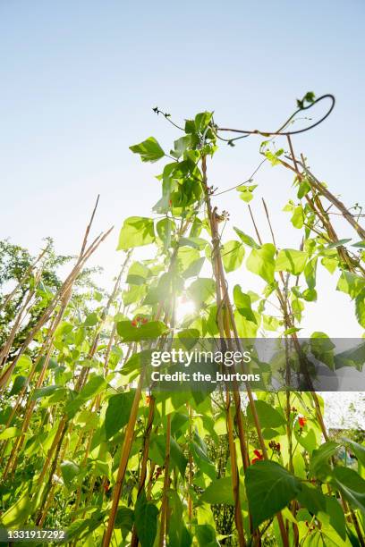 beans growing in vegetable garden - ベニバナインゲン ストックフォトと画像