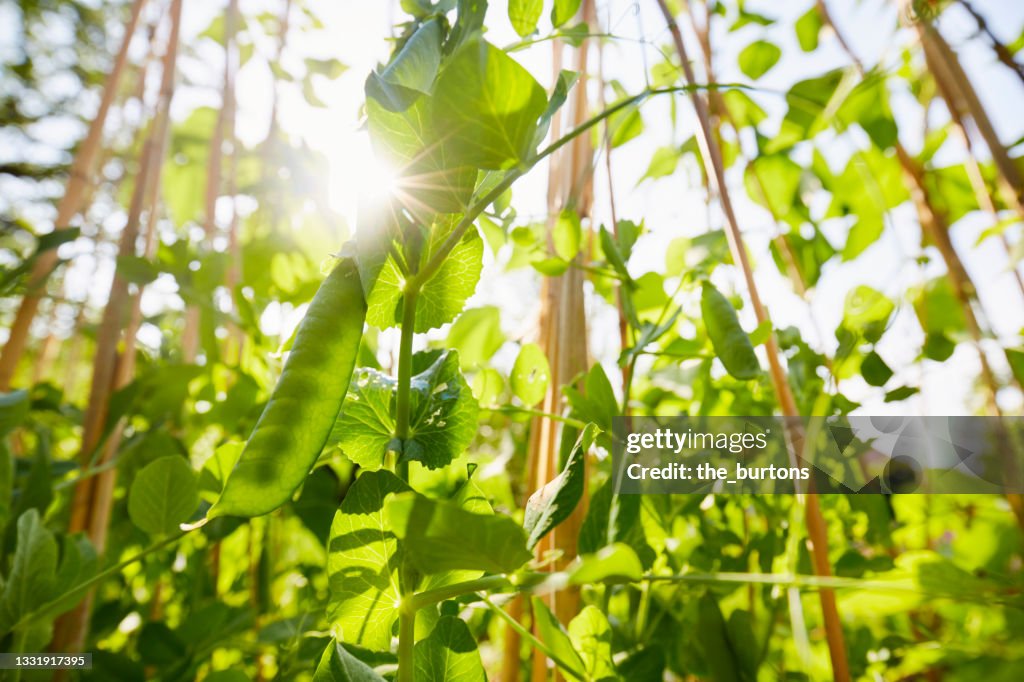 Pies growing in vegetable garden in summer