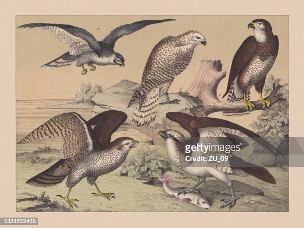 diurnal birds of prey (accipitridae), hand-colored chromolithograph, published in 1882 - fish painting stock illustrations
