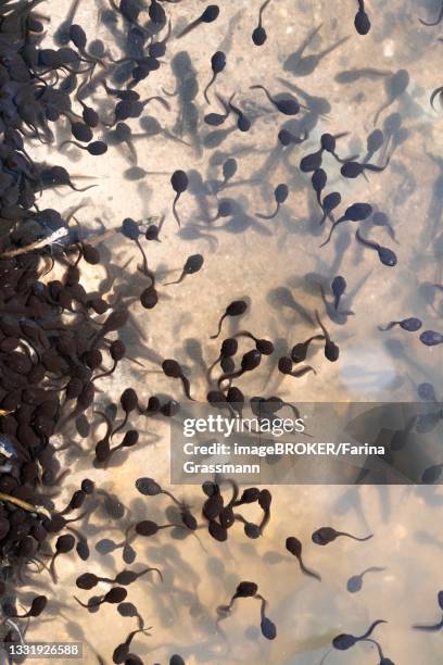 common toad (bufo bufo), accumulation of tadpoles in spawning water, velbert, north rhine-westphalia, germany - kaulquappe stock-fotos und bilder