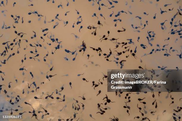 common toad (bufo bufo), accumulation of tadpoles in spawning water, further moor nature reserve, north rhine-westphalia, germany - renacuajo fotografías e imágenes de stock