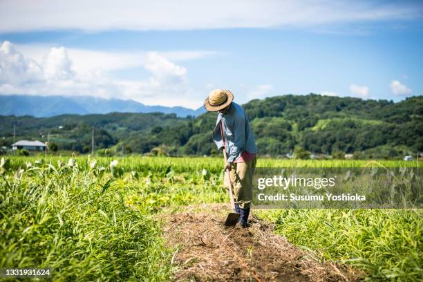 a farmer tilling the soil and planting carrot seeds in an organic field. - 農作業 ストックフォトと画像