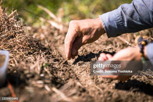 a farmer tilling the soil and planting carrot seeds in an organic field. - camponês imagens e fotografias de stock
