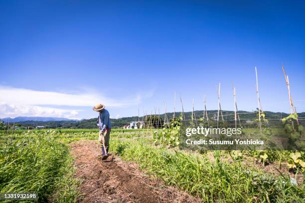 a farmer tilling the soil and planting carrot seeds in an organic field. - agricultural activity stock-fotos und bilder