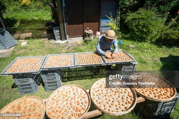 a farmer shines the sun on dried plums in his garden. - un seul homme d'âge moyen photos et images de collection