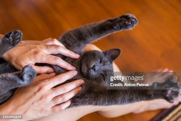 the cat is resting in the woman's arms and takes pleasure - hand streichelt stock-fotos und bilder