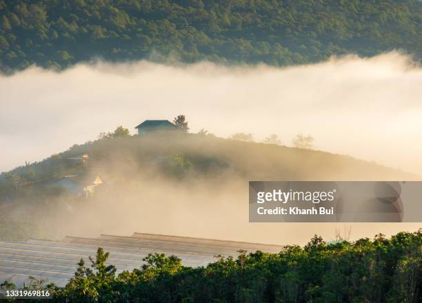 beauty oasis dreaming in the valley with magical of the fog at sunrise - movie awards arrivals stock pictures, royalty-free photos & images