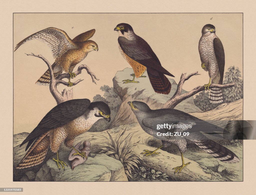 Aves rapaces diurnas (Accipitres), cromolitografía coloreada a mano, publicada en 1882.