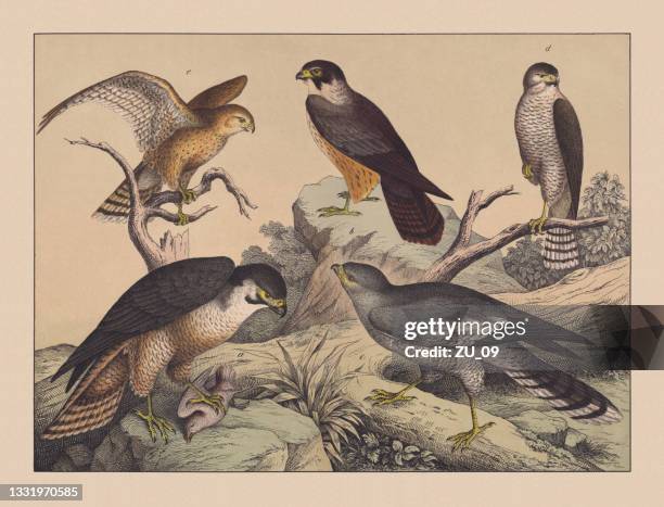 stockillustraties, clipart, cartoons en iconen met diurnal birds of prey (accipitres), hand-colored chromolithograph, published in 1882 - sparrowhawk