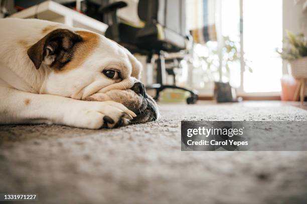 old english bulldog relaxed on the carpet at home - pet insurance stock pictures, royalty-free photos & images